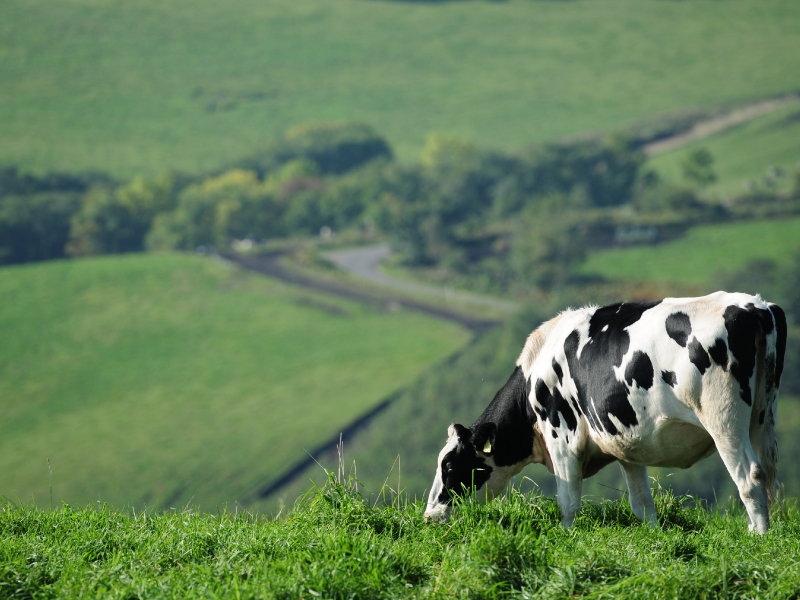 こだわりのパスチャライズ牛乳から生まれた乳製品